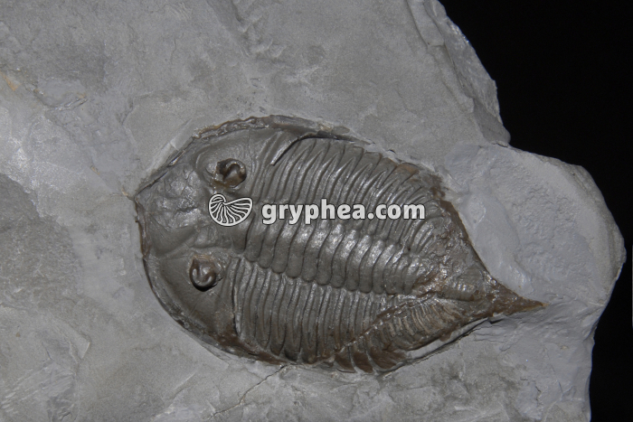 Trilobite (genre Dalmanites)  - gryphea.org